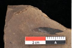 Foto (Detailansicht) von Pinus hepios Unger (NHMW-GEO-2024-0188-0221)